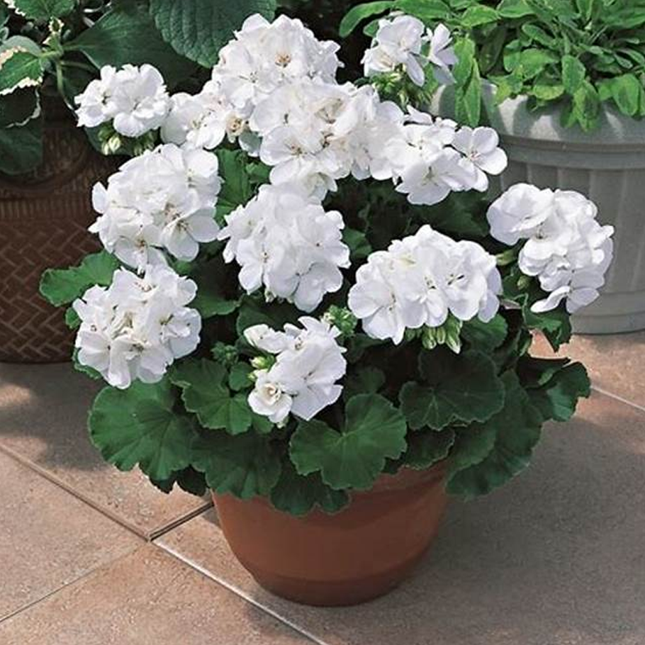 Geraneo blanco